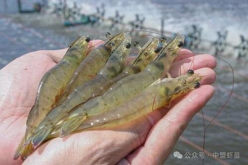 大虾养殖爆料图片大全视频,揭秘养殖爆料的图片与视频 第3张 大虾养殖爆料图片大全视频,揭秘养殖爆料的图片与视频 第3张