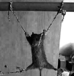 最新爆料老鼠事件,老鼠横行，卫生安全堪忧，最新老鼠事件引发社会关注  第2张